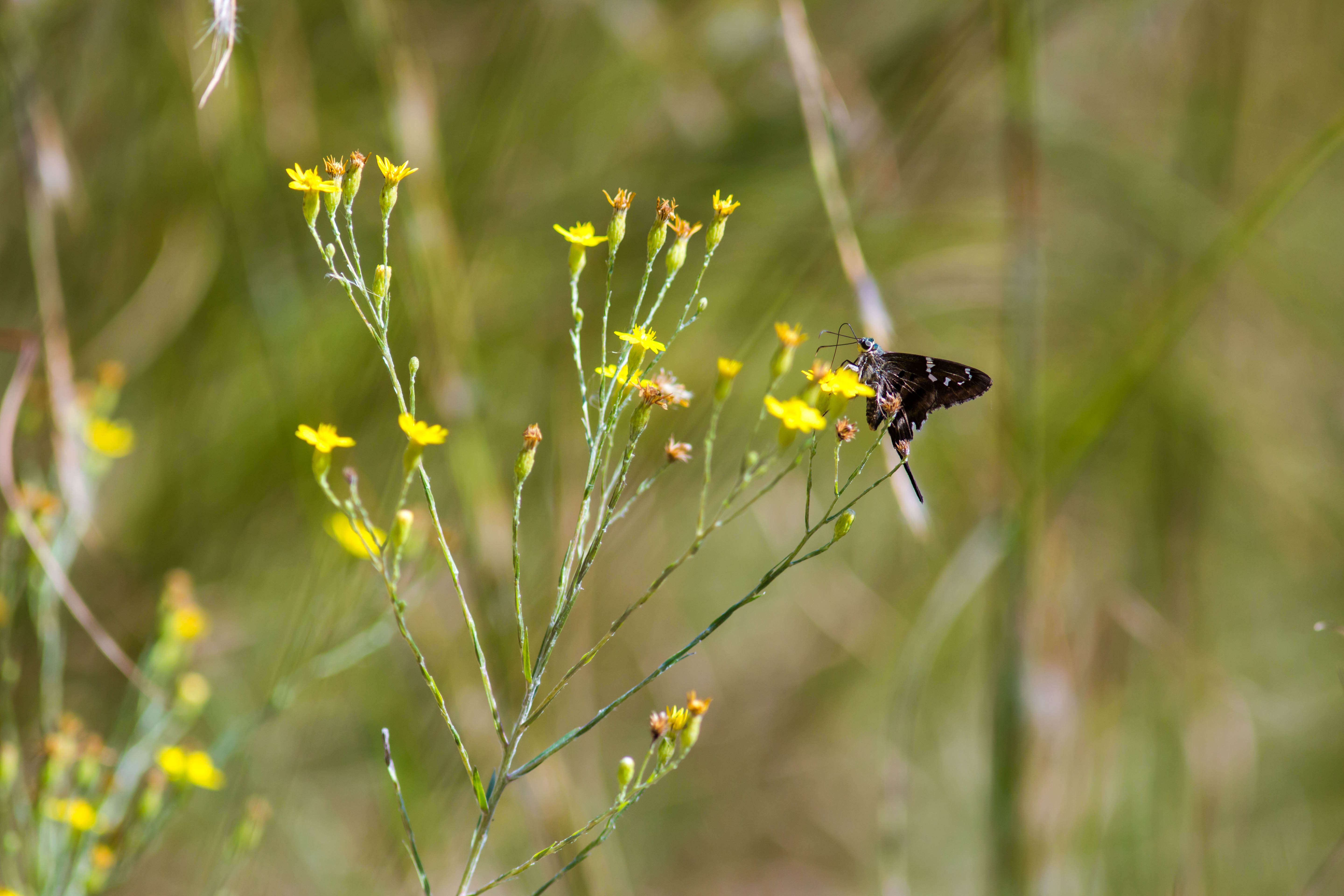 Image of Long-tailed Skipper