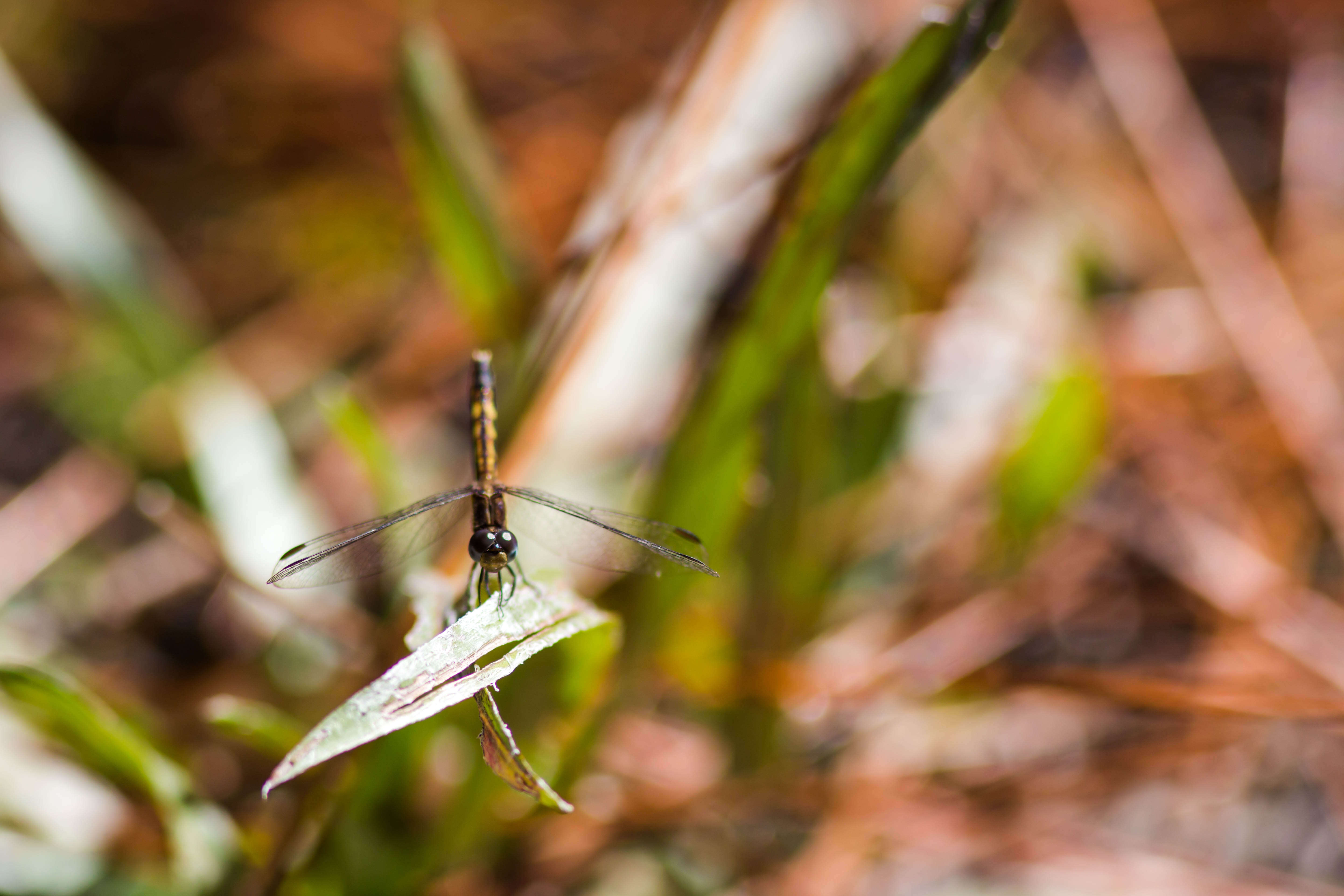 Image of Little Blue Dragonlet