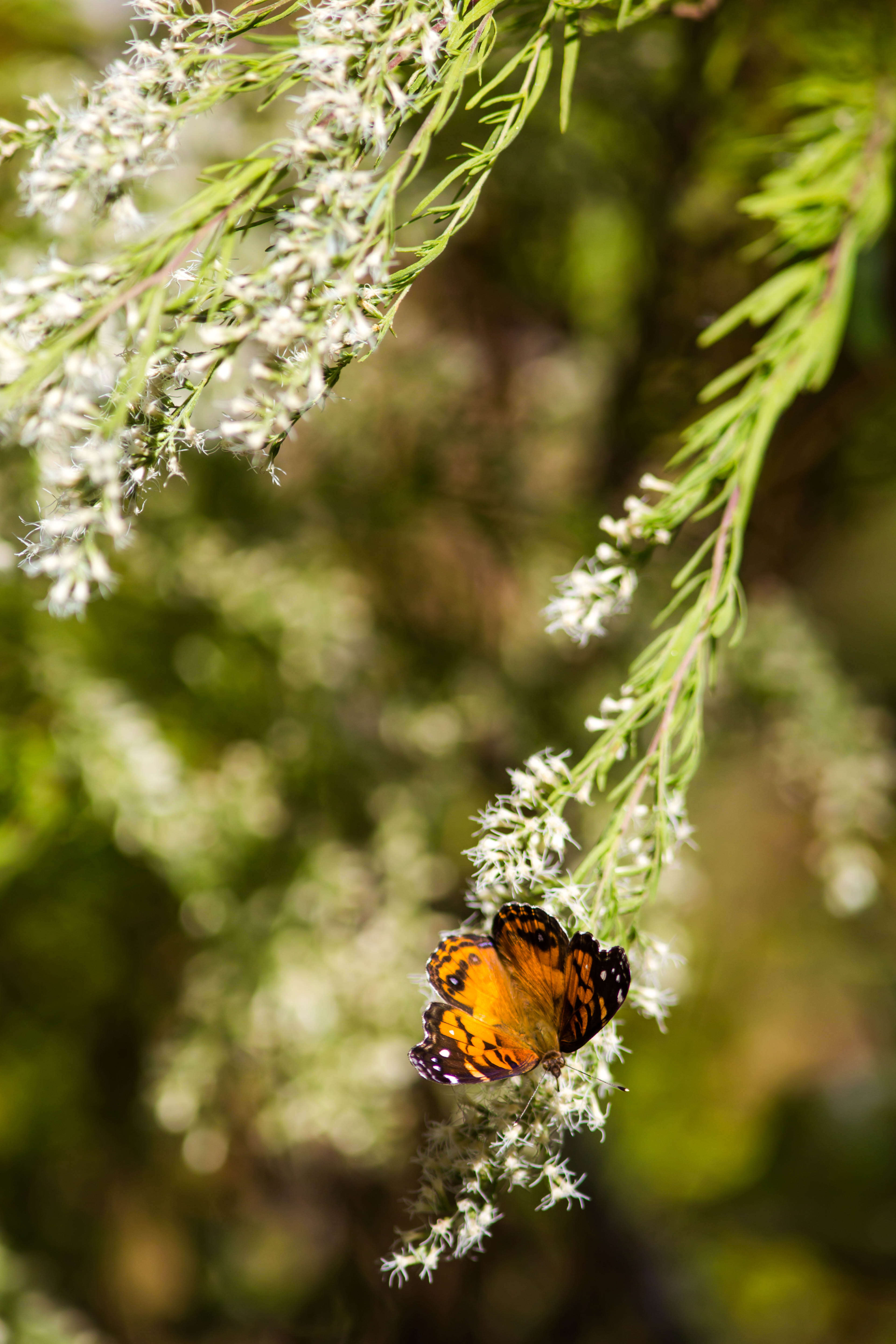 Image of Vanessa virginiensis