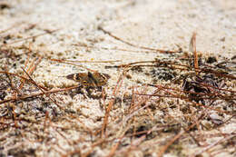 Image of Common buckeye