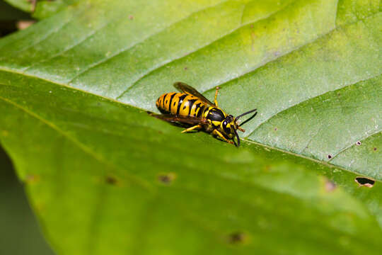 Image de Vespula maculifrons (Buysson 1905)