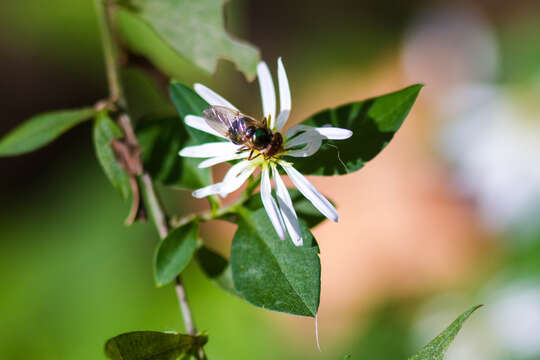 Image of Violet Bromeliad Fly