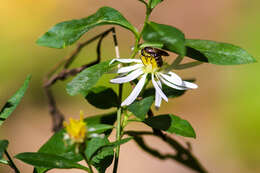 Plancia ëd Lasioglossum Curtis 1833