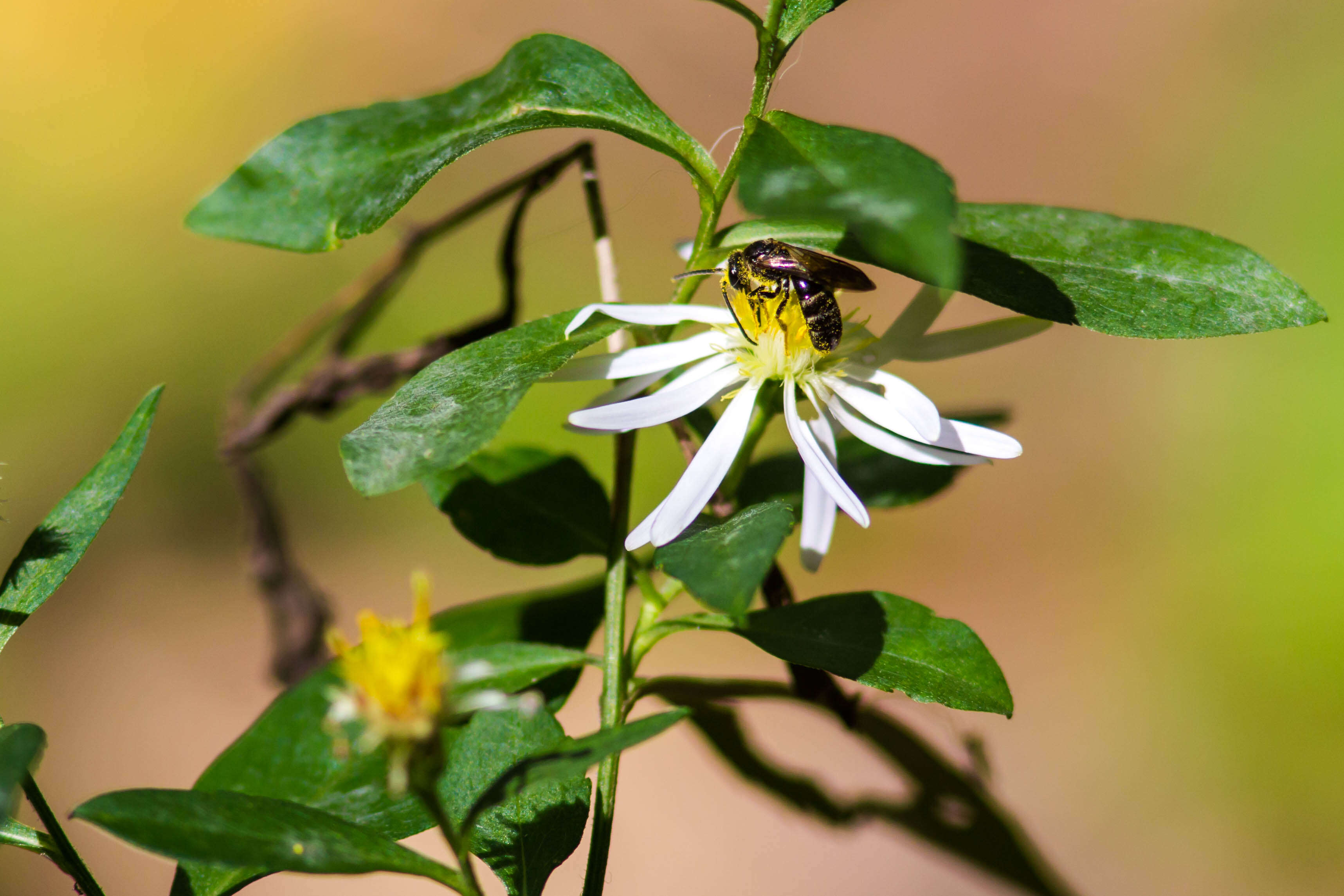 Image of sweat bees