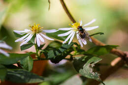 Image of Violet Bromeliad Fly