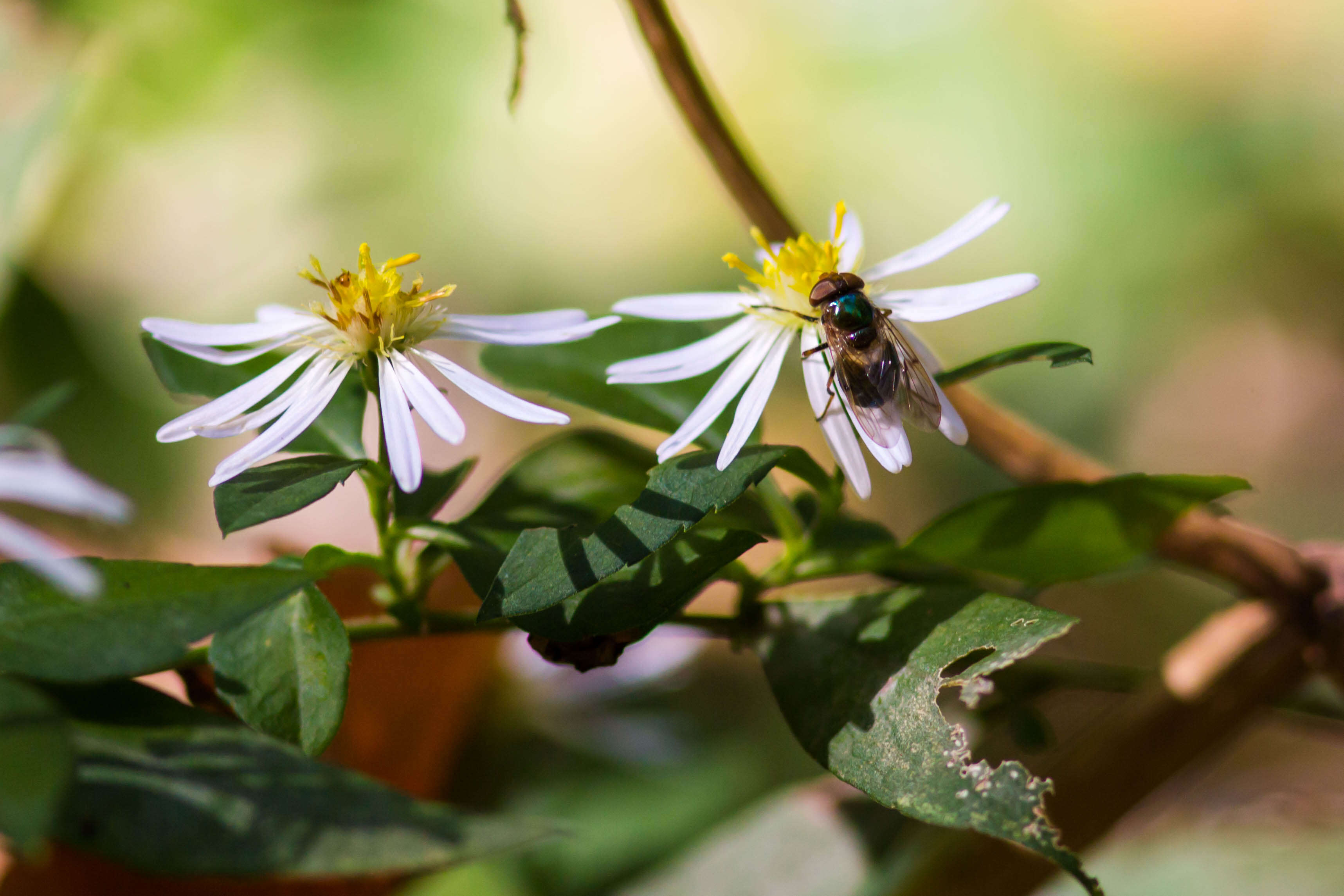 Image of Violet Bromeliad Fly