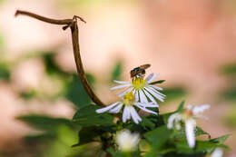 Image of Violet Bromeliad Fly