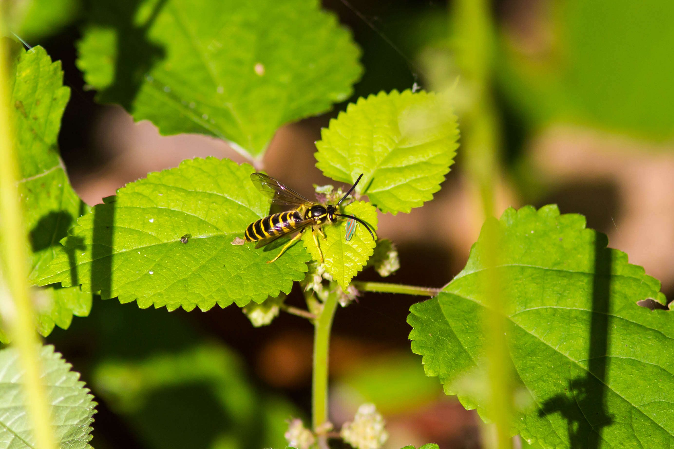 Image of Eastern Yellowjacket