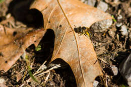 Image of Halictus ligatus Say 1837