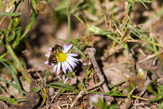 Image of Halictus ligatus Say 1837