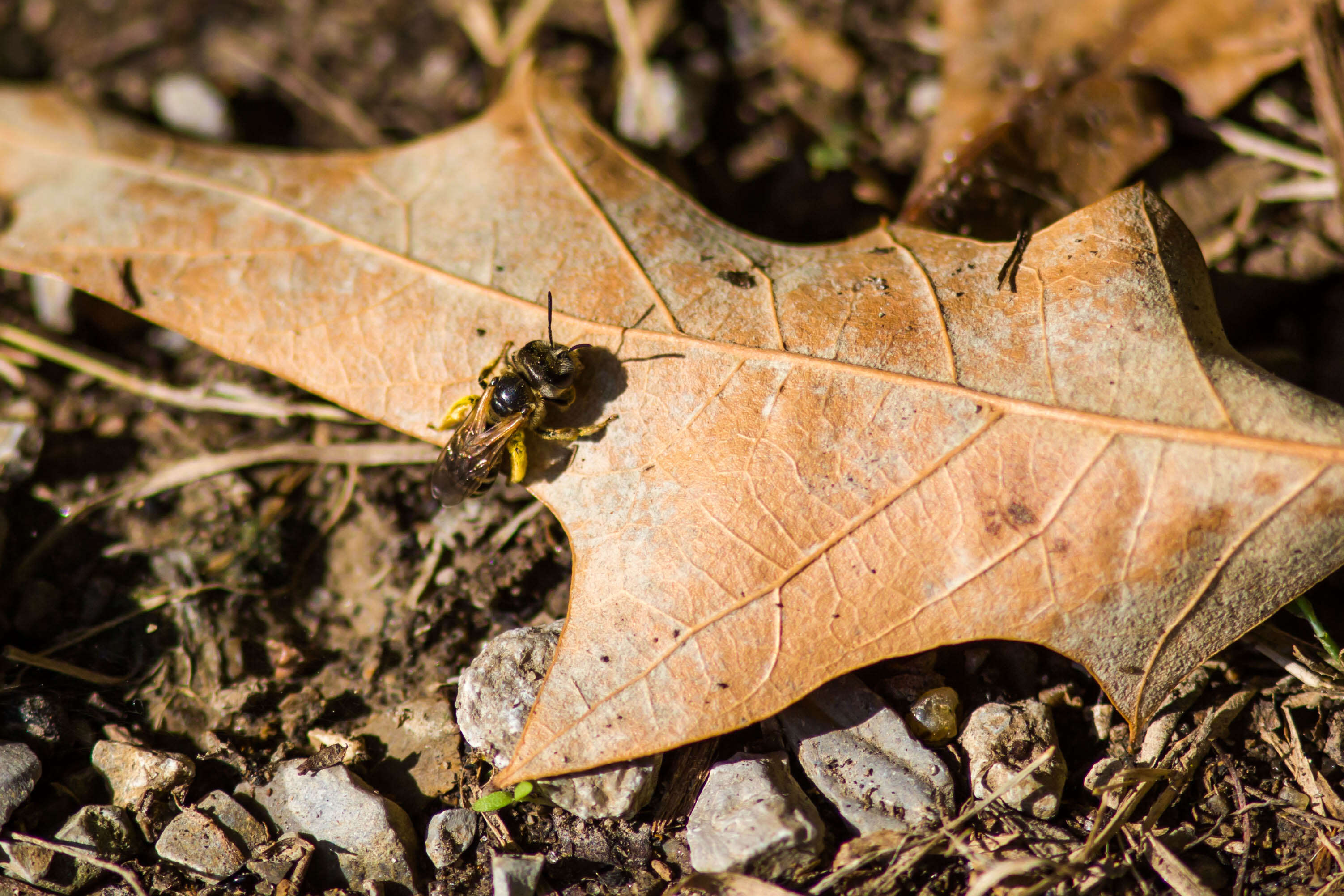 Halictus ligatus Say 1837的圖片