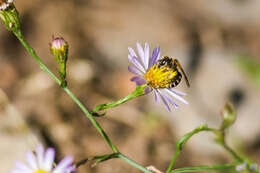 Halictus ligatus Say 1837的圖片