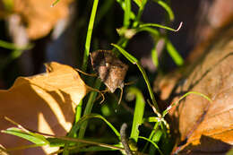 Image of Brown Stink Bug