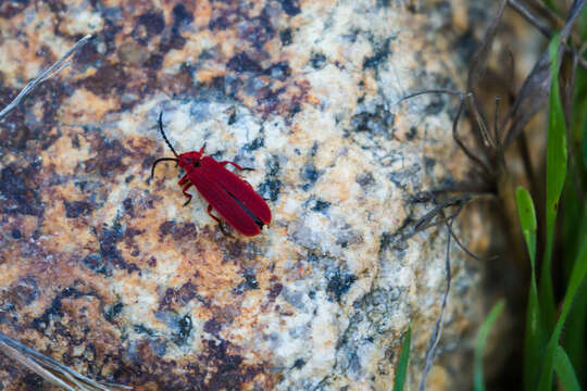 Слика од Dictyoptera aurora (Herbst 1784)