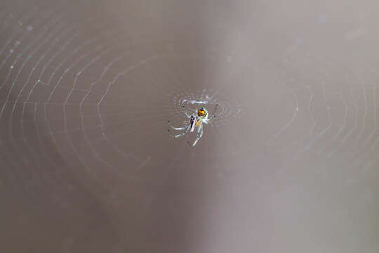 Image of Leucauge venusta (Walckenaer 1841)