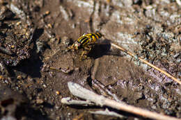 Image of Marsh Hoverfly