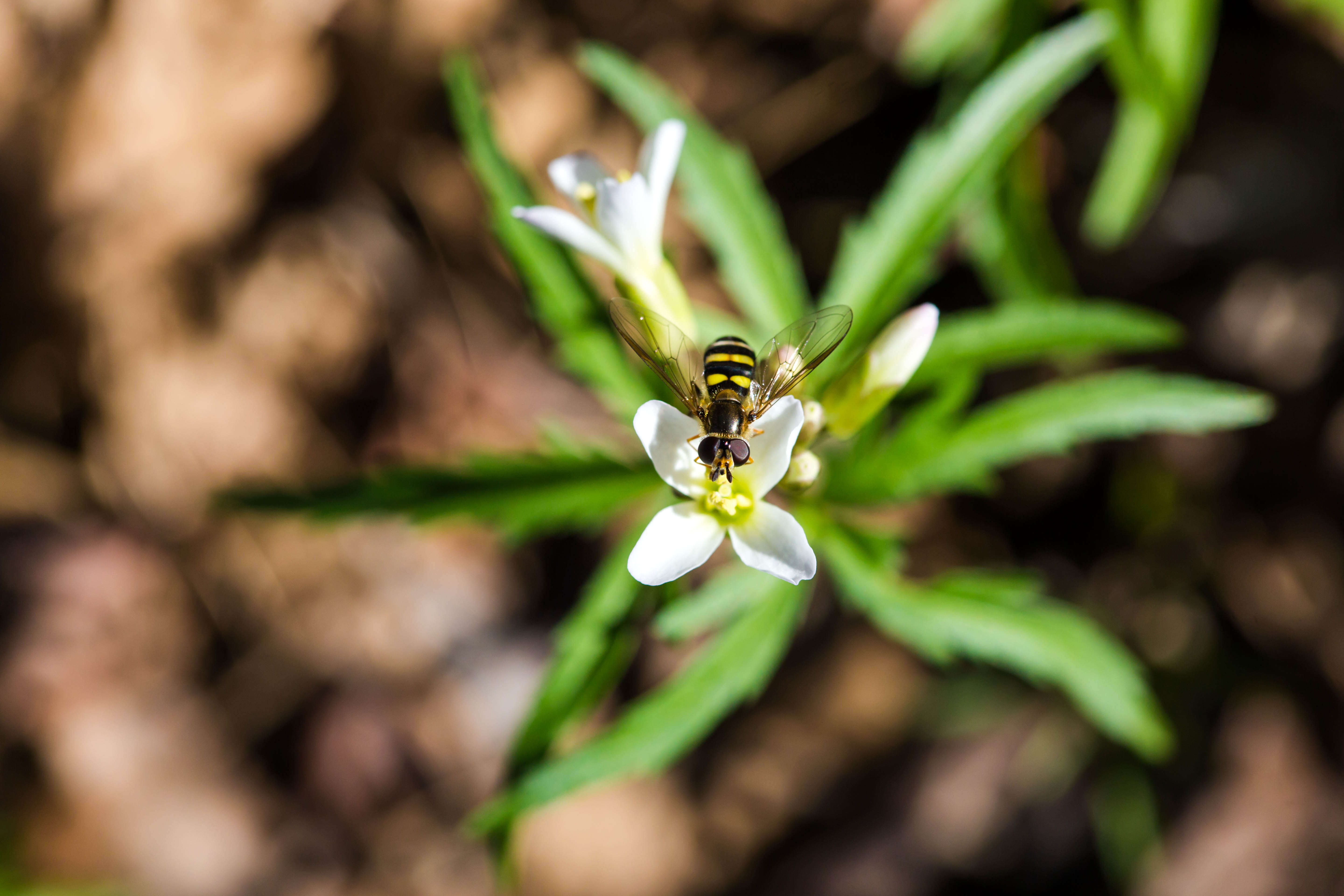 Image of American Hover Fly