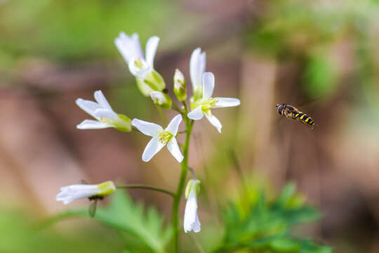 Image of American Hover Fly