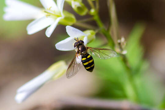 Image of American Hover Fly