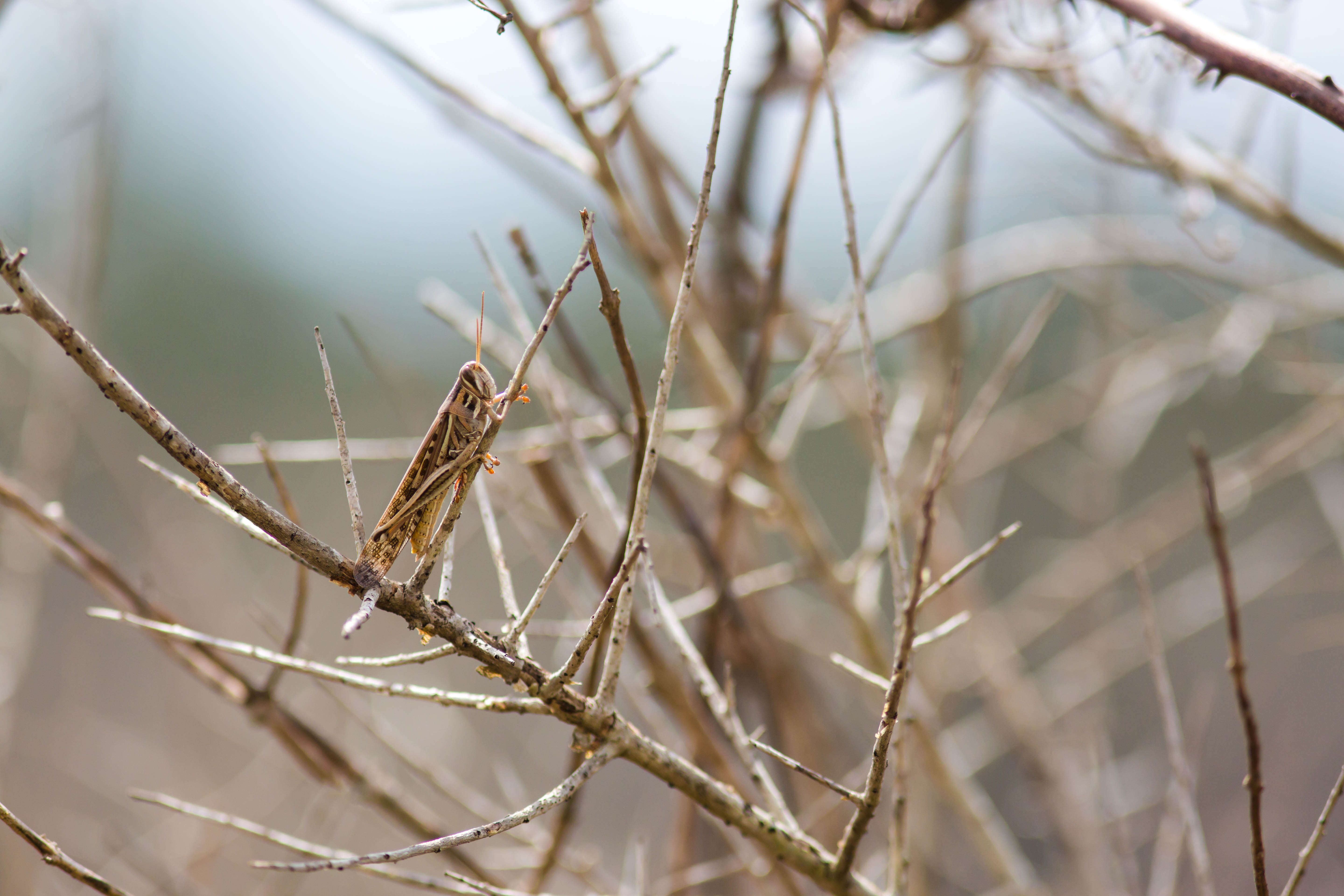 Image of American Bird Grasshopper