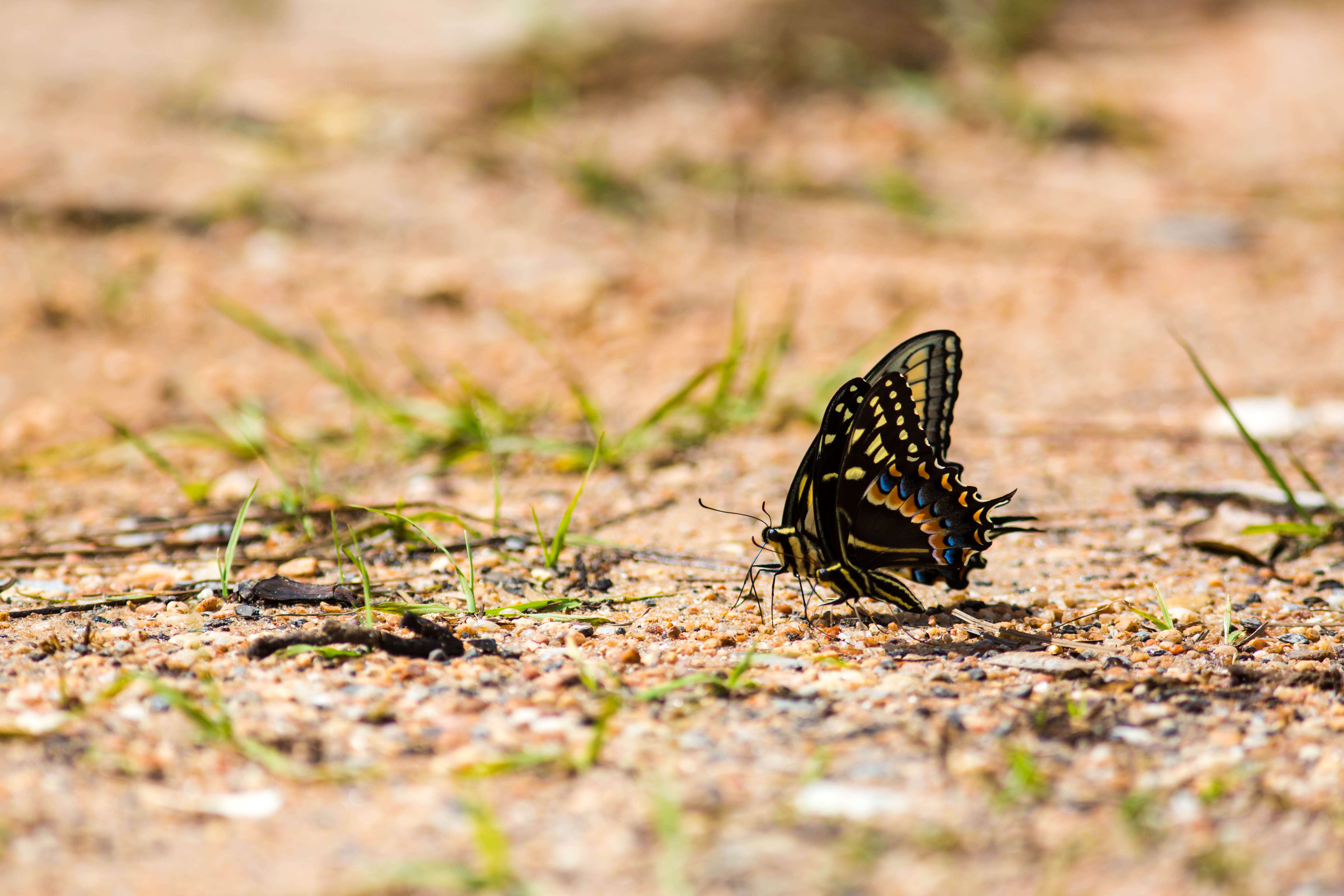 Image of Palamedes Swallowtail