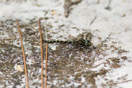 Image of Pygmy Darners