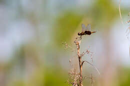 Tramea carolina (Linnaeus 1763) resmi