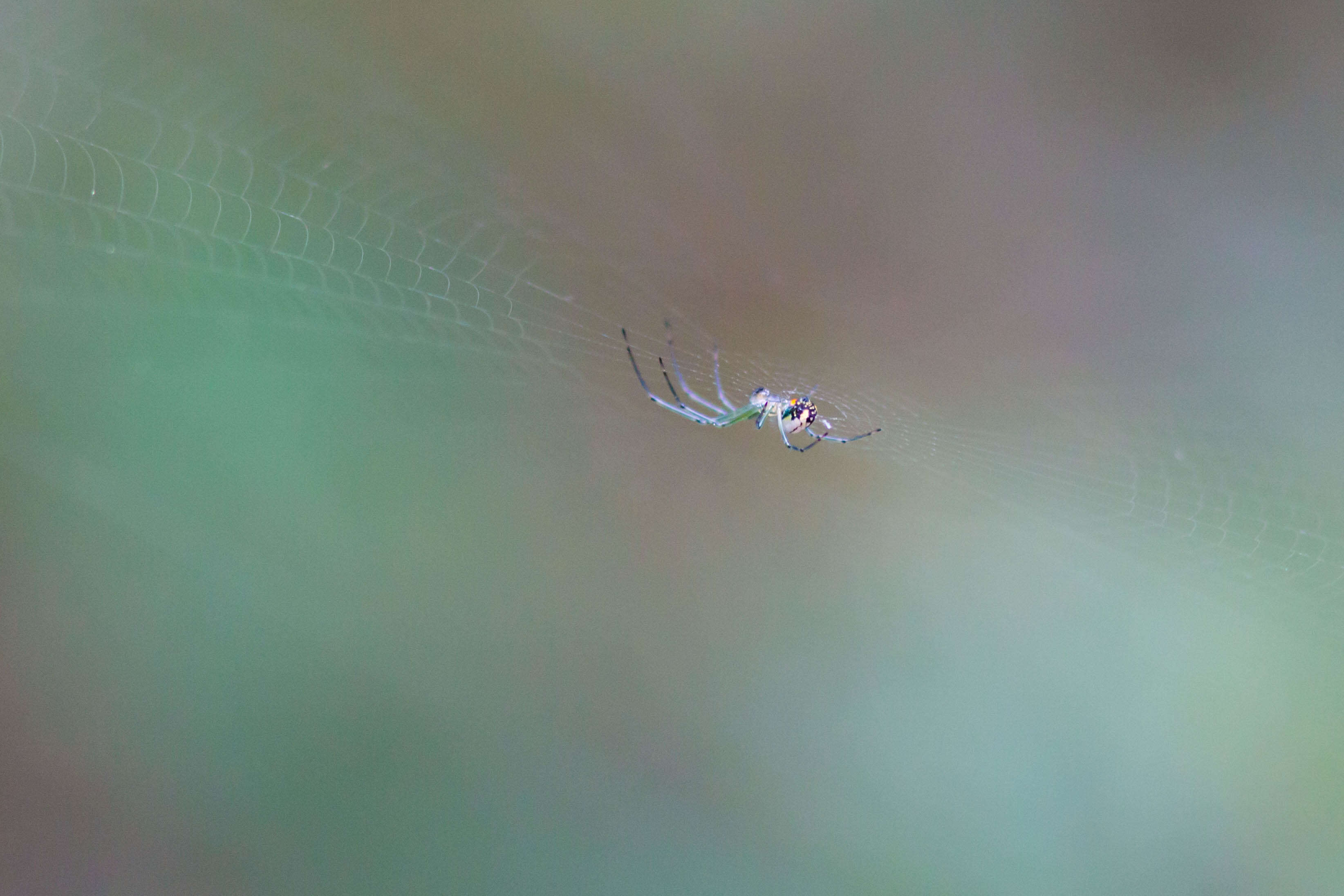 Image of Leucauge venusta (Walckenaer 1841)