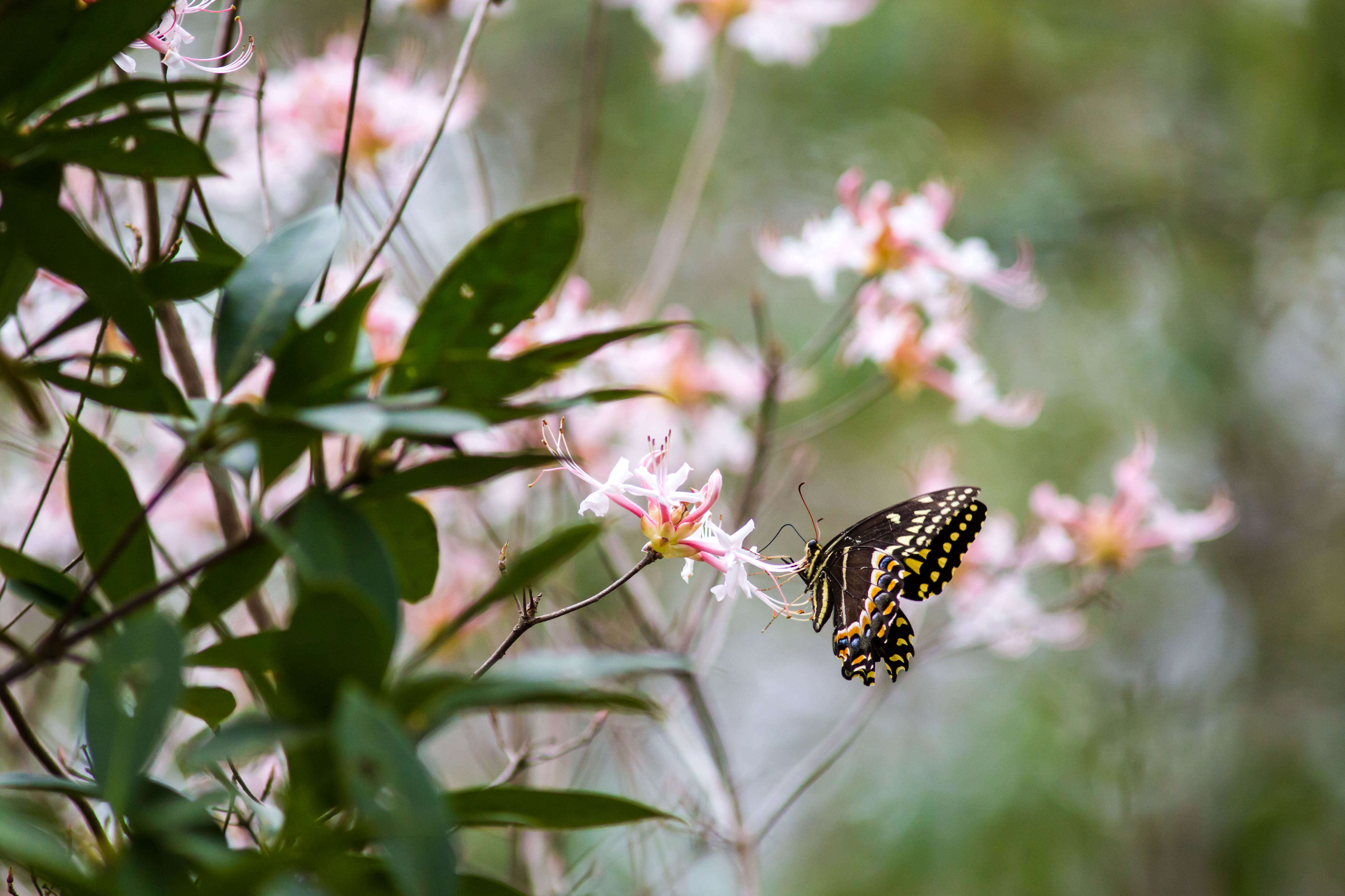 Image of Palamedes Swallowtail