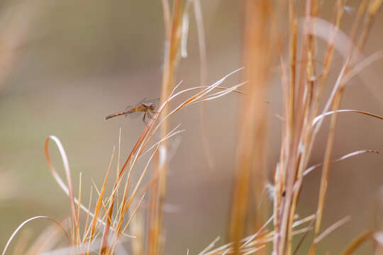 Image of Little Blue Dragonlet