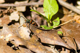 Image of Lytta (Phompodea) aenea Say 1824