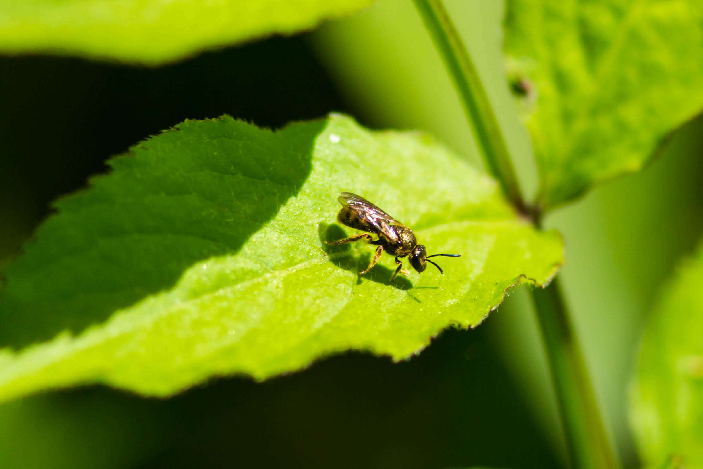 Image of sweat bees