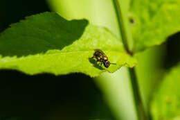 Image of sweat bees