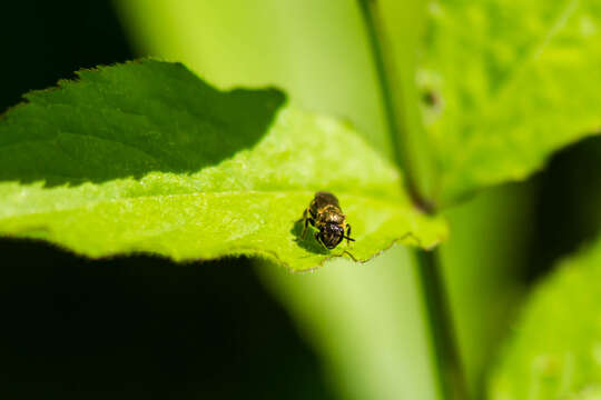 Image of sweat bees