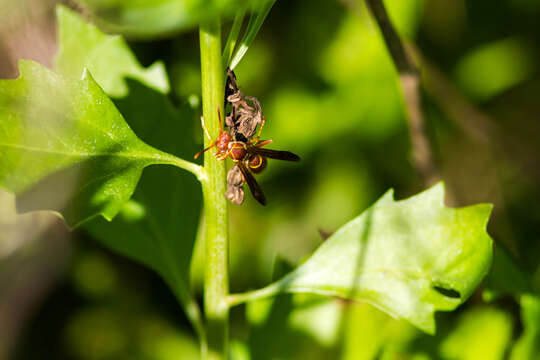 Image of Polistes dorsalis (Fabricius 1775)