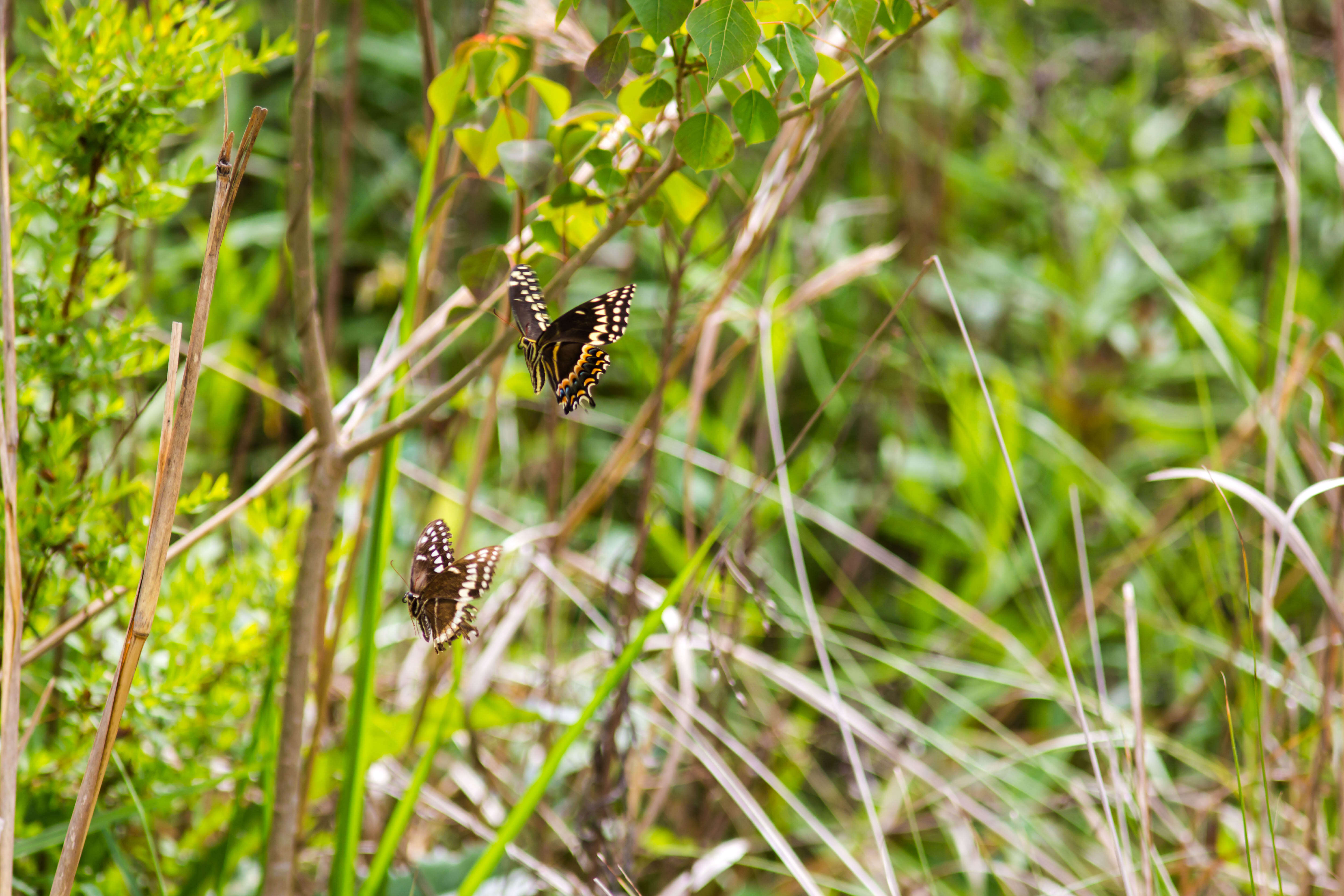 Image of Palamedes Swallowtail