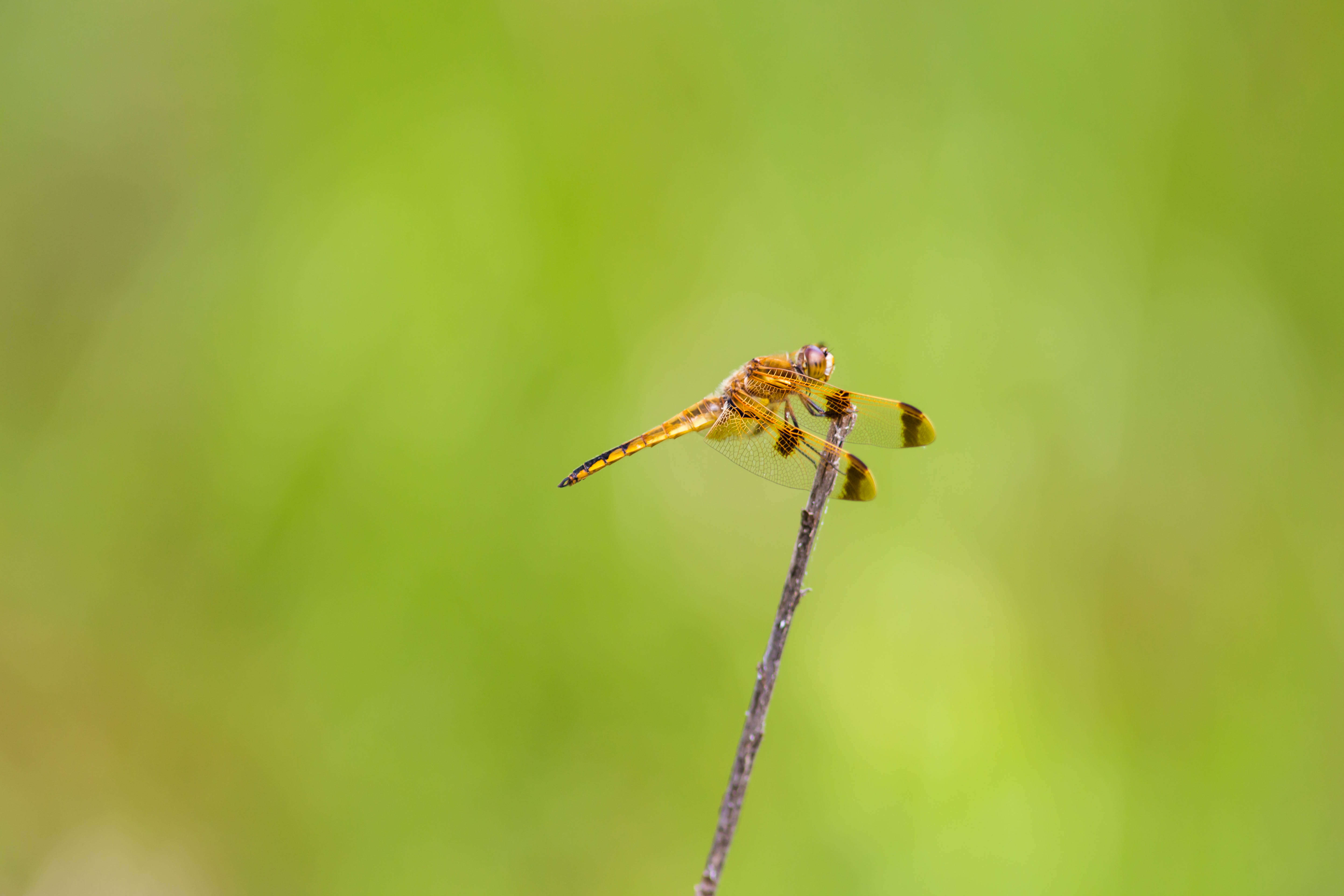 Image of Painted Skimmer