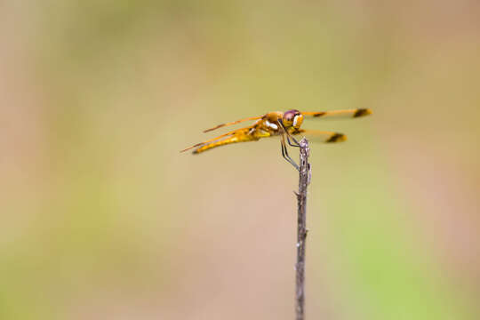 Image of Painted Skimmer