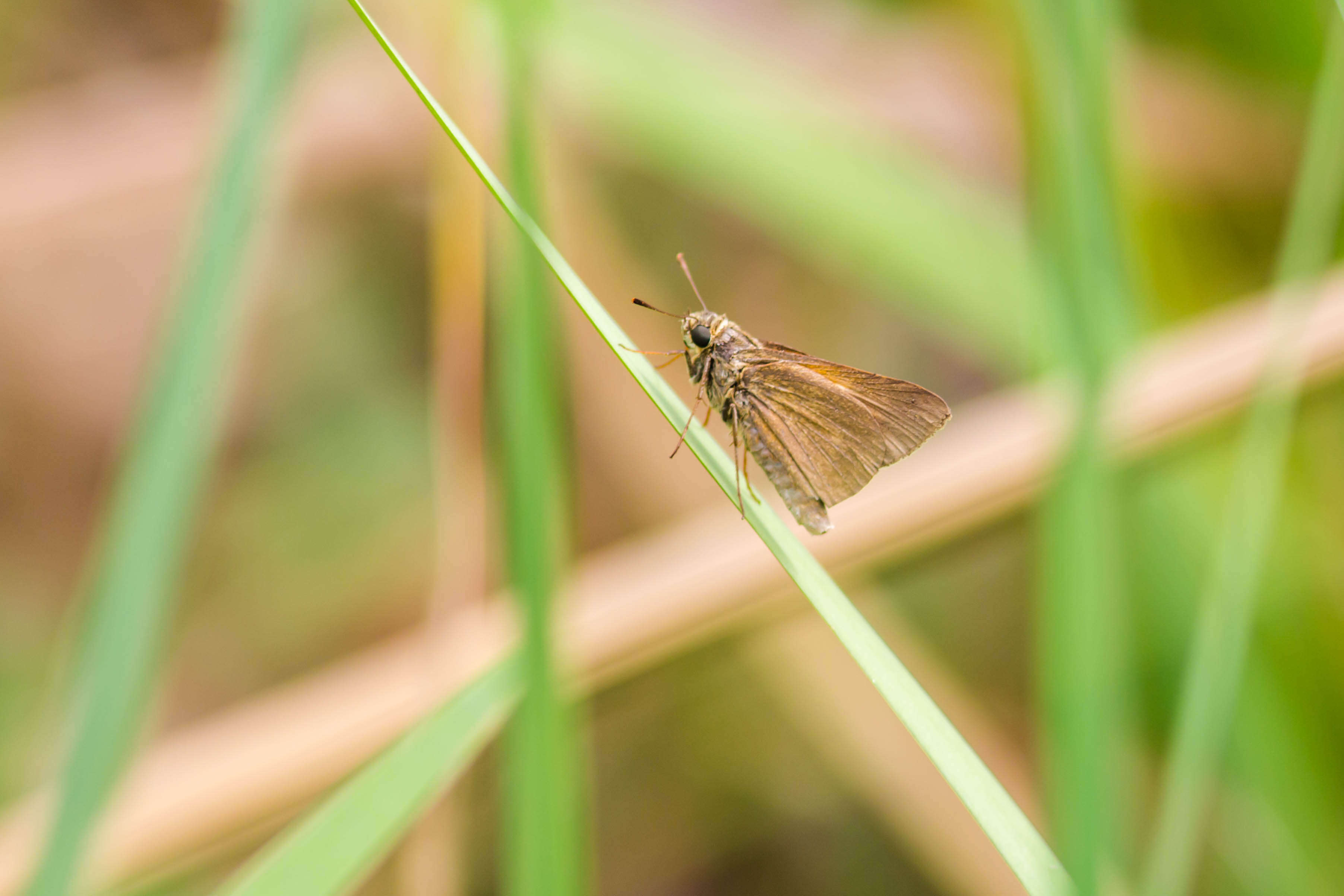 Image of Dun Sedge Skipper