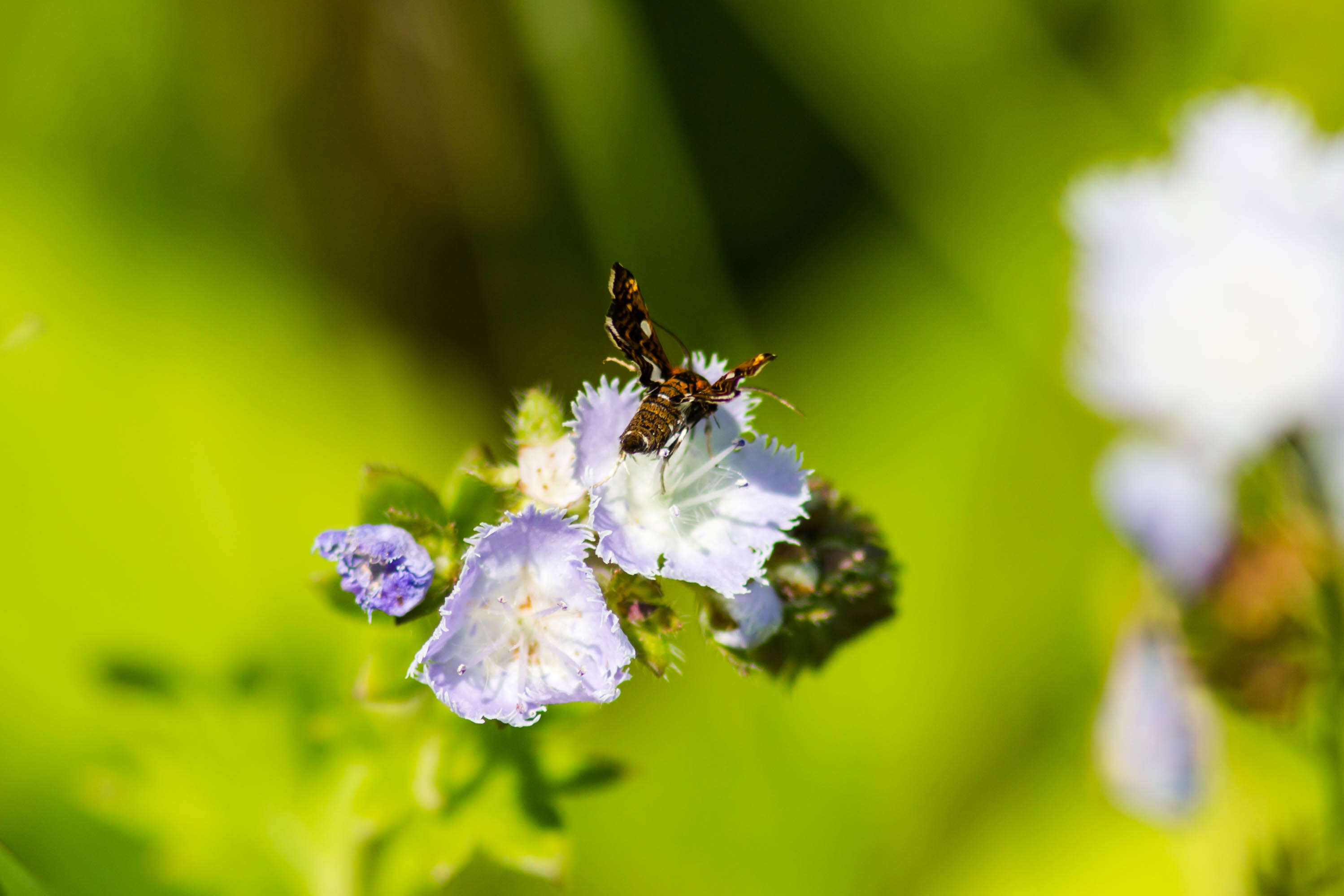 Image of Spotted Thyris