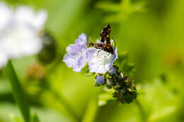 Image of Spotted Thyris