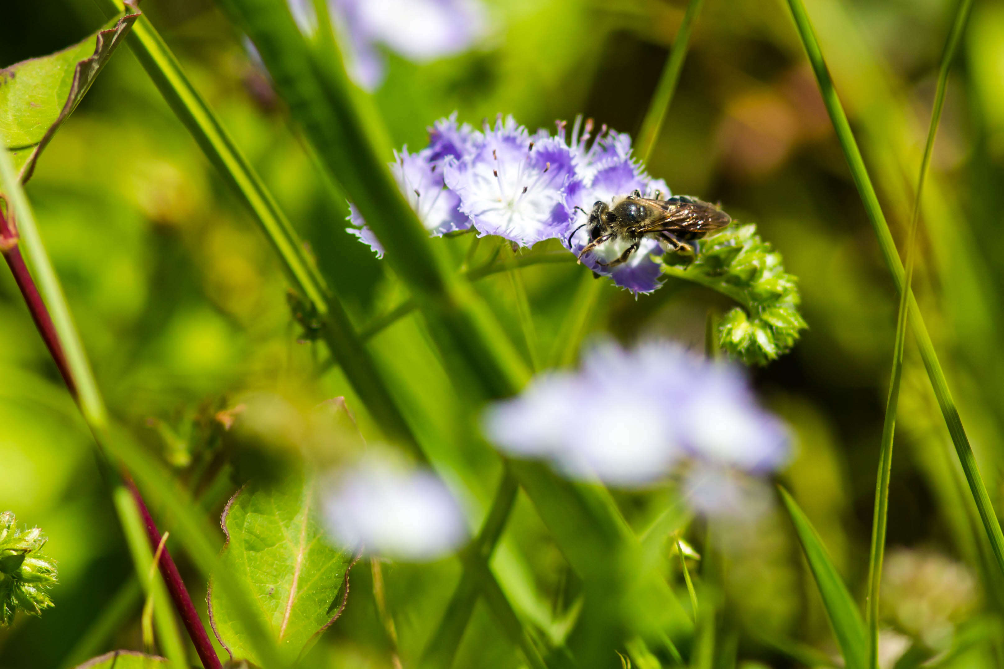 Image of scorpionweed