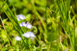 Image of scorpionweed