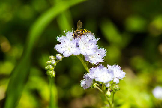 Image of American Hover Fly