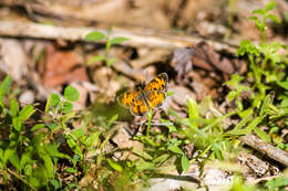 Image of Pearl Crescent