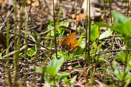 Image of Goatweed Leafwing