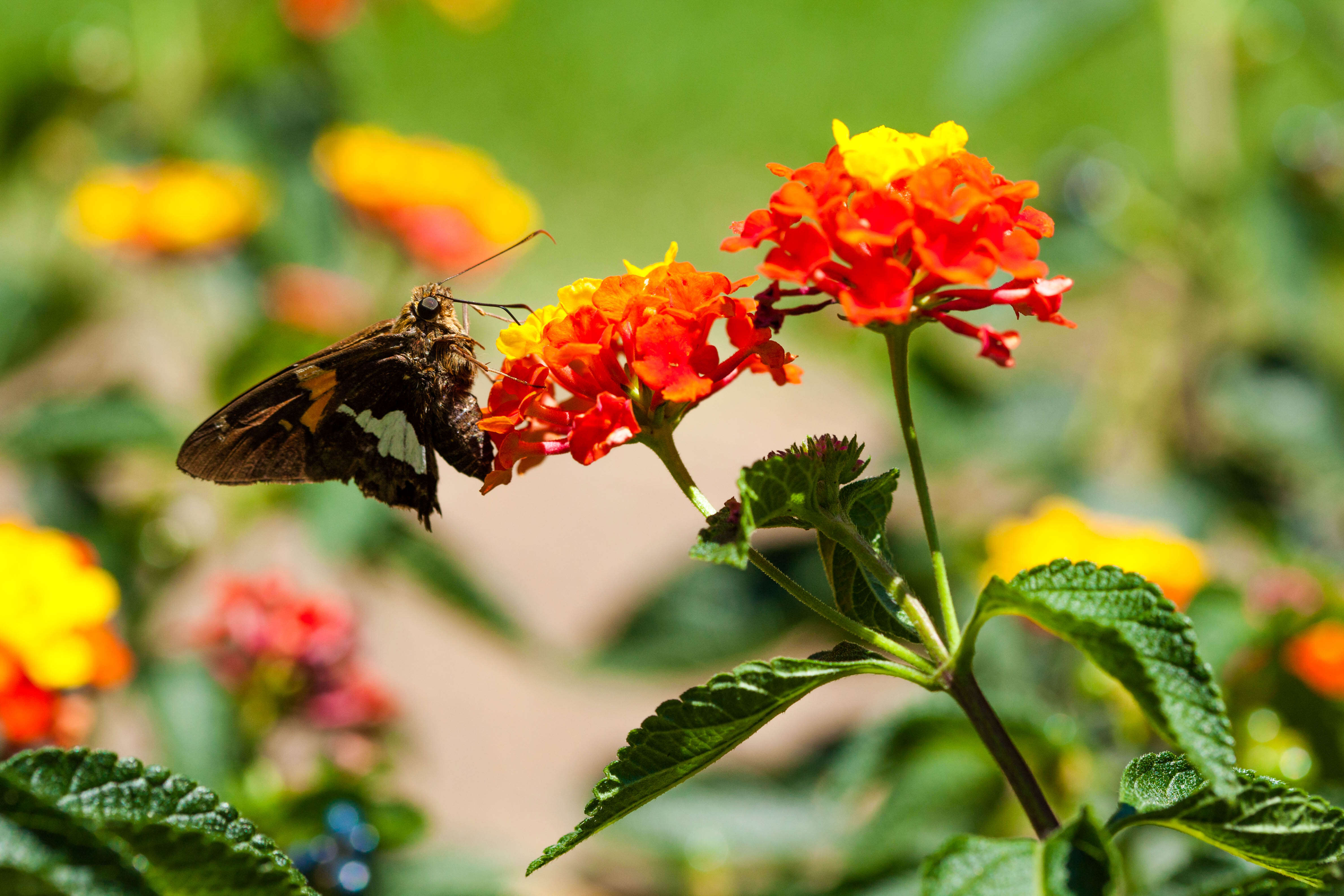 Image of Silver-spotted Skipper