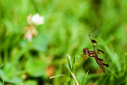 Image of Eastern Amberwing