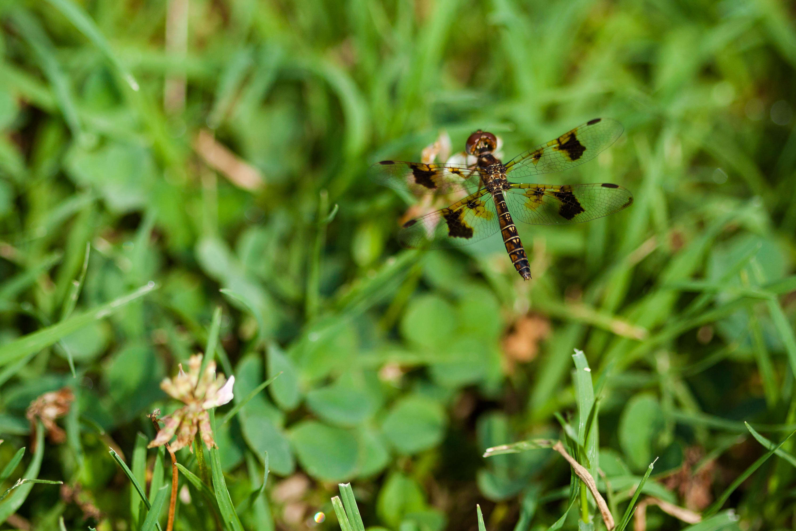 Image of Eastern Amberwing