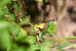 Image of Alkali Bluet